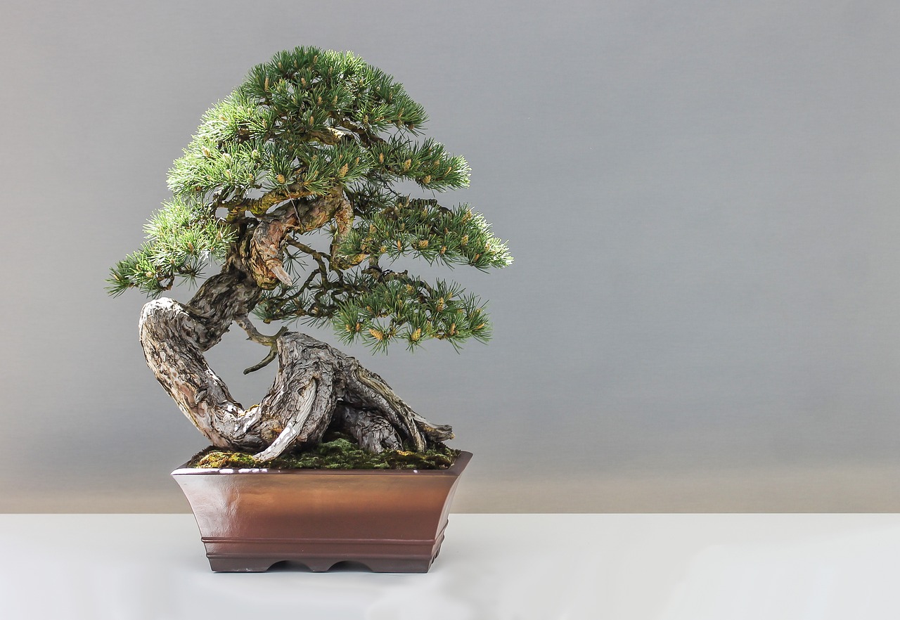 bonsai, pine, plant