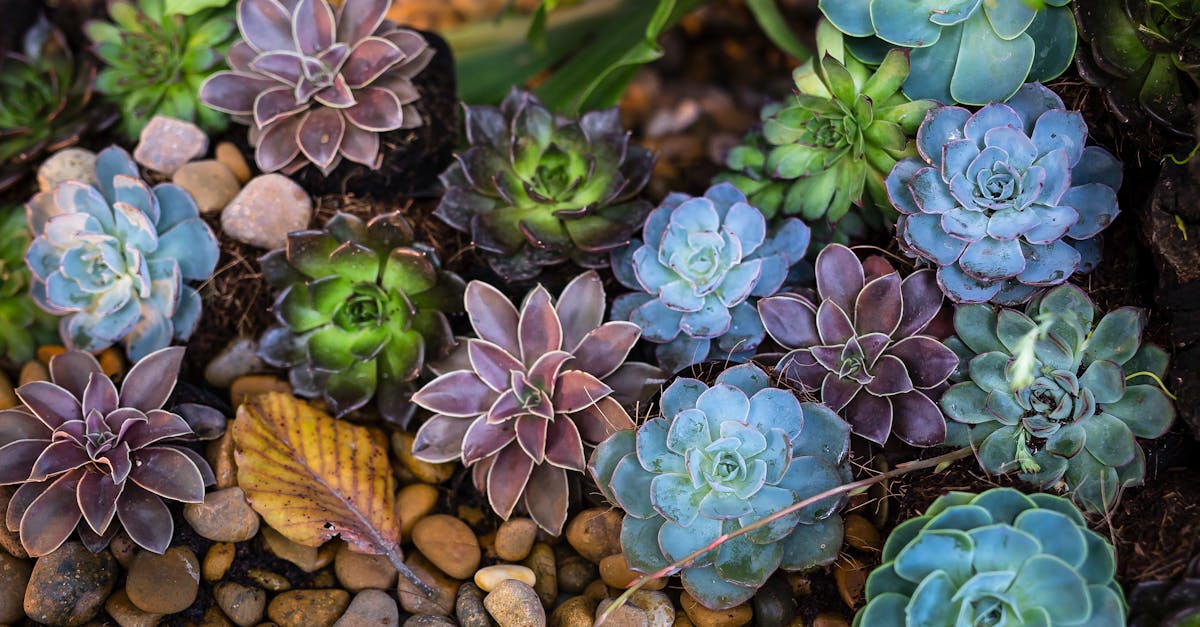 Assorted-color Flowers